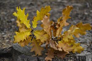 The yellow leaves of an oak tree. Fallen leaves on the ground. photo