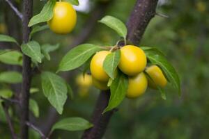 amarillo ciruelas en el árbol en el jardín. cerca arriba. foto