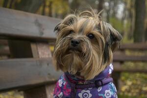 Yorkshire terrier en pie en un banco en el parque. foto