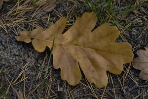 The fallen leaves of oak tree on the ground. photo