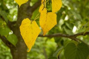 Yellowing leaves on a tree. Autumn background. photo