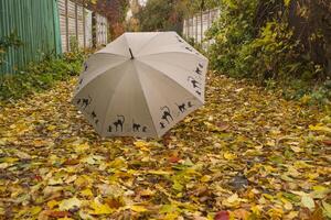 An umbrella on the autumn foliage. photo