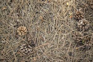 The pine cones on the dry needles, close up. Christmas wallpaper. photo