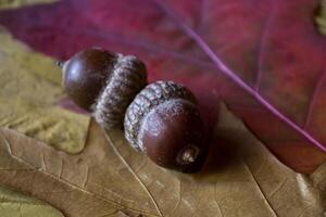 Autumn leaves and acorns on a table, close up. photo