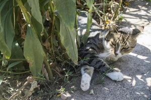 The cat plays outdoor. photo