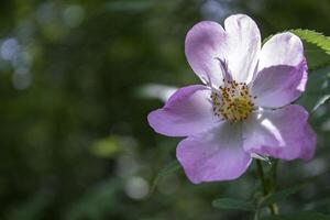 Wild rose close up. photo