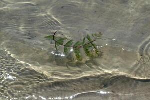 The seaweed underwater, close up. photo