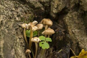 The mushrooms near tree. Macro shot. photo