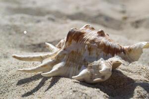 hermosa concha en el arena de el playa. molusco caparazón. cerca arriba. foto