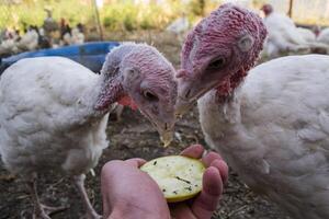 The turkeys in a hen house. The bird farm. photo