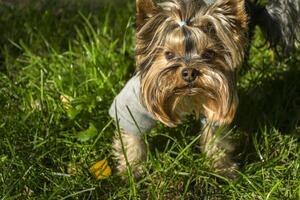 Yorkshire terrier in the park at autumn. Cute dog outdoor. photo