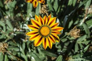 Gazania flower macro shot. photo