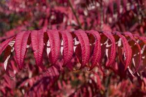 Red leaves pattern. Red natural texture. photo