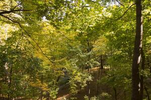 Sunny autumn landscape at forest photo