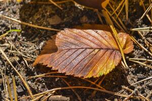 The beautiful autumn leaves. photo