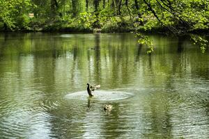 A pond in the forest. Beautiful summer landscape. photo