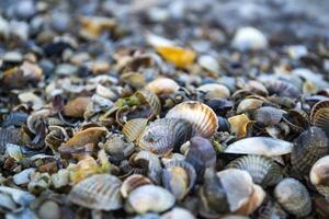 el conchas marinas en el arena de el costa. cerca arriba. foto
