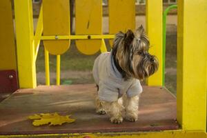 Yorkshire terrier in the park at autumn. Cute dog outdoor. photo