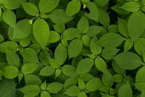 Green leaves pattern. Natural background. photo