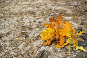 The yellow leaves of an oak tree. Fallen leaves. Oak leaves on the ground. photo