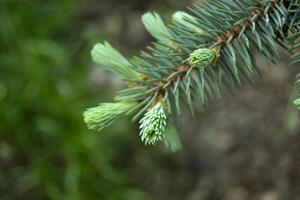 Young branches of pine close up. Green natural background. photo