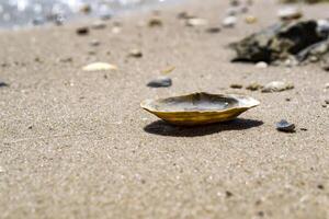 Opened seashell on the sand of the coast. Macro shot. photo