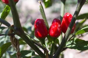 Red pepper growing in the garden. photo