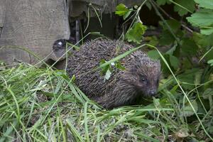 Adorable hedgehog on a green grass outdoor. photo