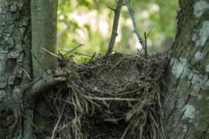 An empty bird nest. photo