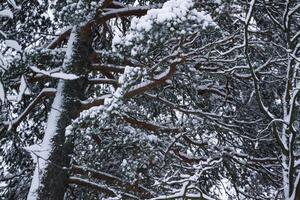 el ramas de arboles cubierto por nieve. cerca arriba. invierno antecedentes. foto