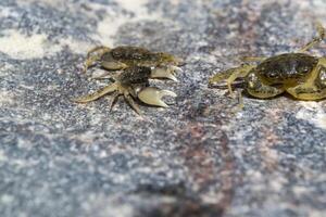 The crabs on a stone background. Macro shot. photo