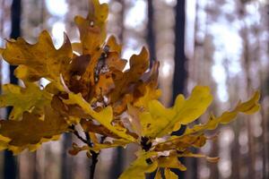 The yellow leaves of an oak tree. Fallen leaves. The branch of oak in female hand against a forest background. photo