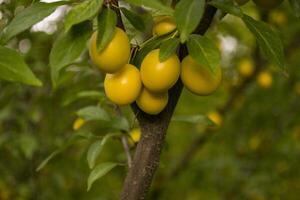 Yellow plums on the tree in the garden. Close up. photo