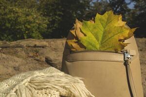 A bag with beautiful fallen leaves and knitted scarf. Autumn vibes. photo