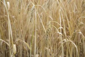 trigo campo a verano. cerca arriba. trigo antecedentes. foto