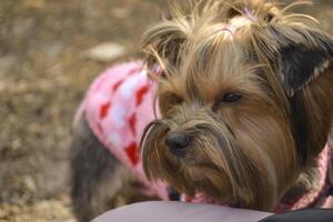 el linda Yorkshire terrier caminando en el bosque. foto