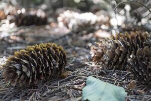 The fir-cones on the ground. Close up. Christmas decoration. photo