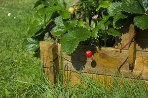 Growing strawberry in the garden. Close up. photo