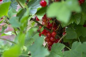 The berries of red currant on a bush. Macro shot. photo