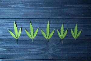 Green leaves of hemp on a dark blue wooden background. photo