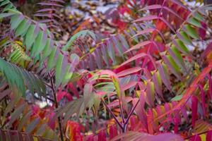 Red leaves pattern. Red natural texture. photo