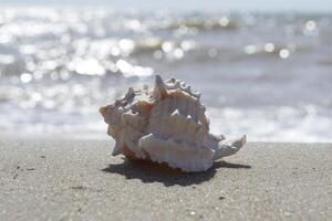 Beautiful seashell on the sand of the beach. Mollusk shell. photo