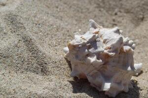 Beautiful seashell on the sand of the beach. Mollusk shell. Close up. photo