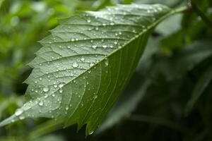 Green leaf covered by raindrops, macro photography. photo