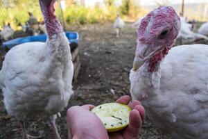 The turkeys in a hen house. The bird farm. photo