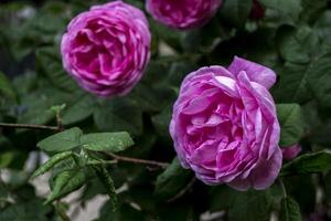 Beautiful blooming tea rose. Macro shot. photo