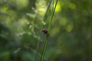 Red insect on a green grass. Macro shot. photo