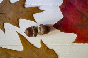 Autumn leaves on a white wooden background. Bright pattern. photo