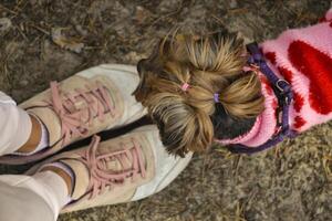 un linda Yorkshire terrier cerca muchachas pies, exterior. foto