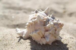 Beautiful seashell on the sand of the beach. Mollusk shell. photo